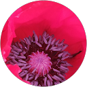 Zvonka Pangerc profile picture